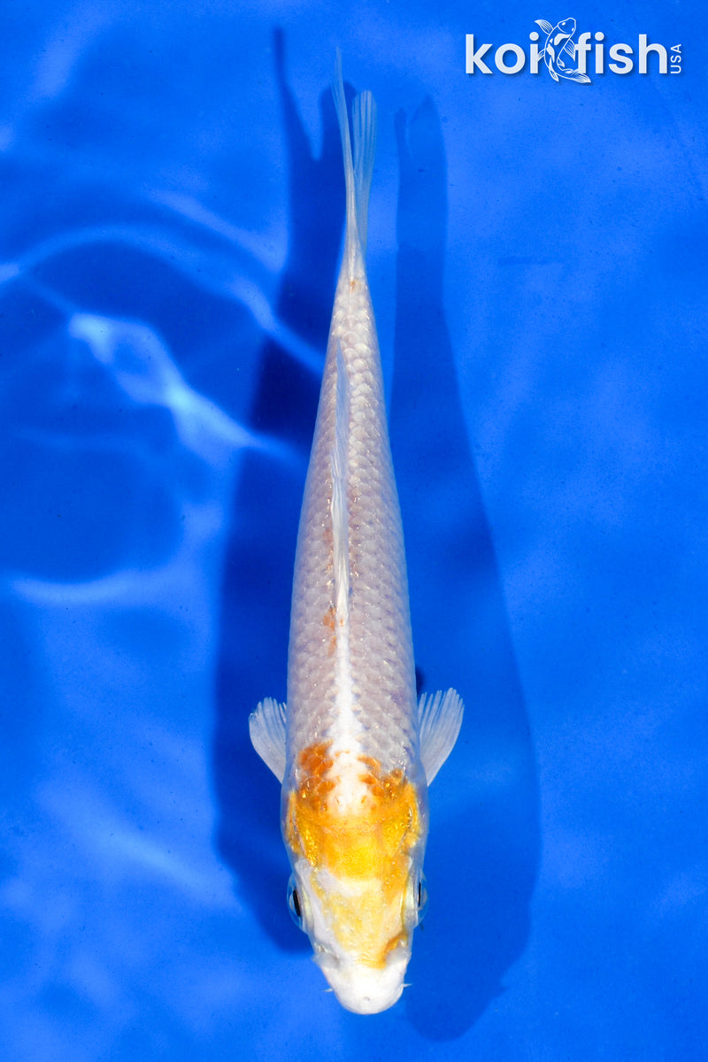 5" HARIWAKE