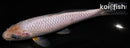 6.75" SORAGOI