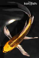 8.5" KIN KI MATSUBA BUTTERFLY