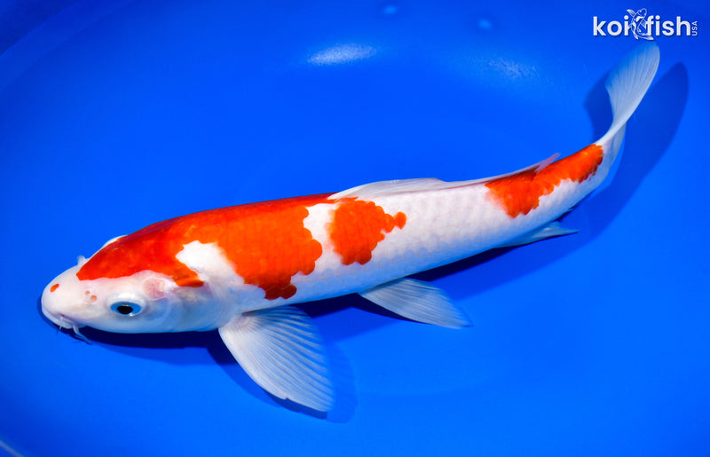 12.5" KOHAKU