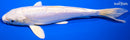 6.75" DOITSU PLATINUM OGON