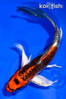 6" BENI KIKOKURYU BUTTERFLY