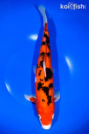 13" AKA SANKE