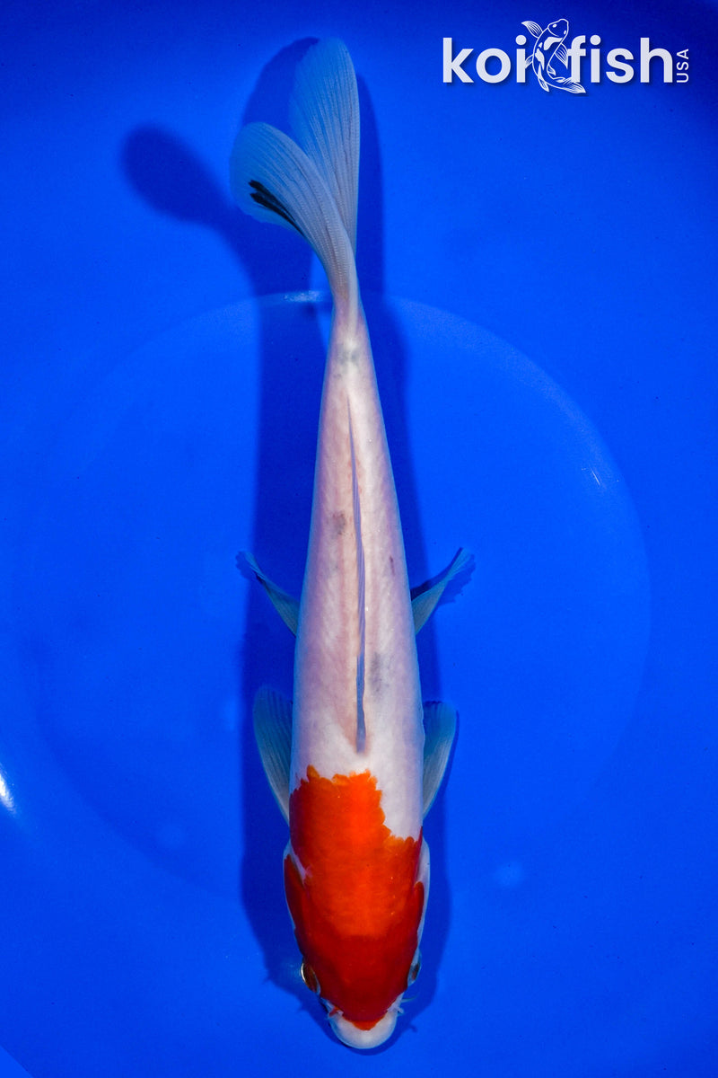 9" KOHAKU