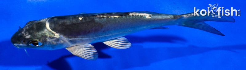 5" KIKOKURYU