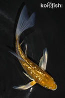 5.5" GINRIN OCHIBA SHIGURE BUTTERFLY