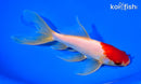 7" SARASA WATONAI GOLDFISH