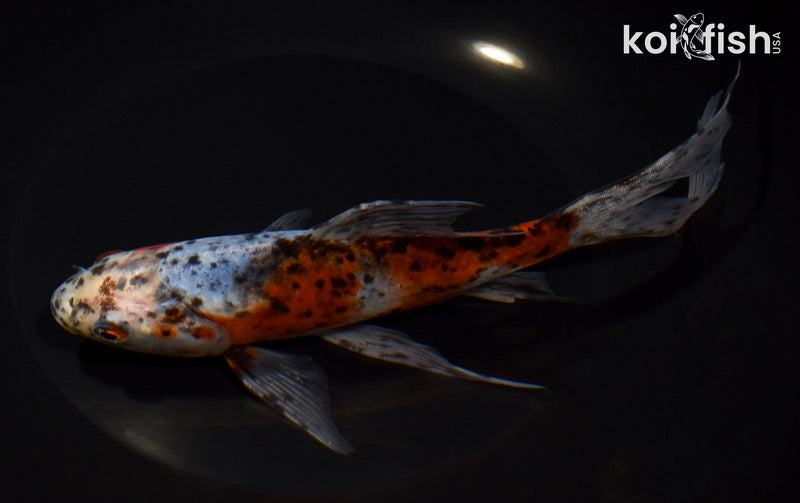 8.25" SHUBUNKIN GOLDFISH