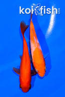 PAIR OF (2) 5" KOI AND GOLDFISH