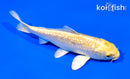 5.5" GINRIN YAMABUKI OGON