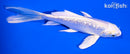 5.5" GINRIN PLAINUM OGON BUTTERFLY