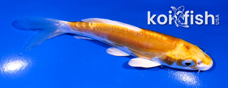 4.5" DOITSU LEMON HARIWAKE