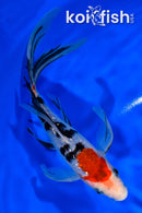7" GINRIN SANKE BUTTERFLY