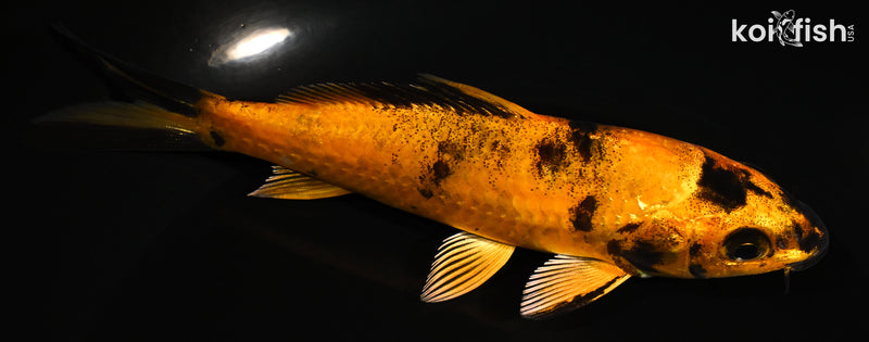 5.25" HI UTSURI