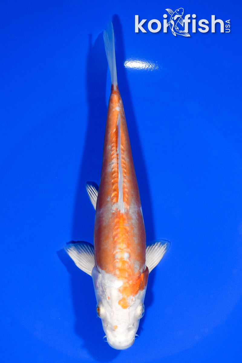7" KIKUSUI