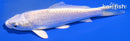 4.5" PLATINUM OGON