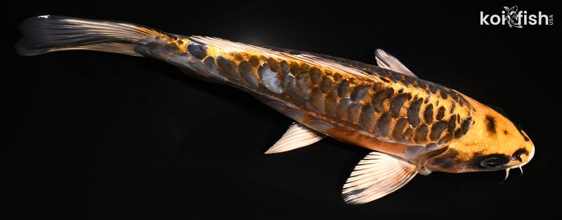 9.5" ARAGOKE BENI KIKOKURYU