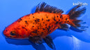4.25" CALICO WAKIN GOLDFISH