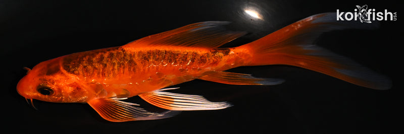 5.5"  DOITSU AKA MATSUBA BUTTERFLY