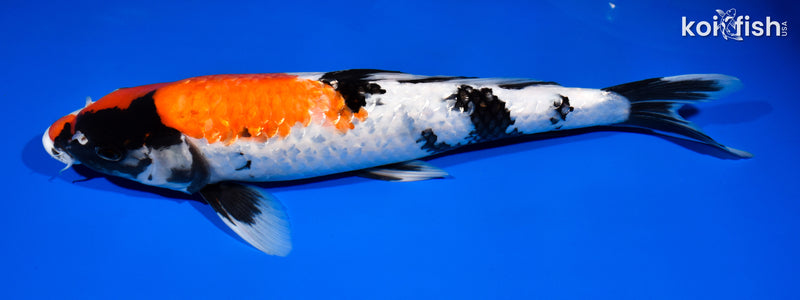 15.5" GINRIN SHOWA