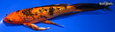 8.25" GINRIN KIN ORENJI BEKKO BUTTERFLY