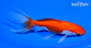 5.75" SARASA WAKIN GOLDFISH