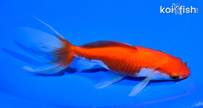 5.75" SARASA WAKIN GOLDFISH