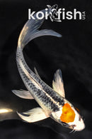 5.75" TANCHO KUJAKU BUTTERFLY