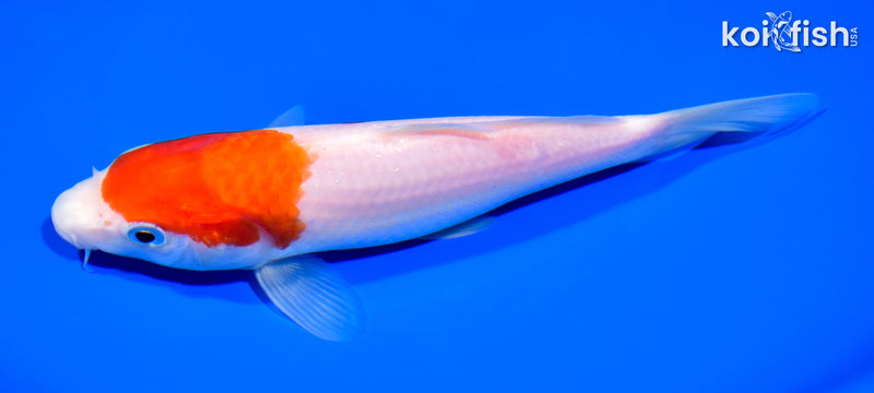 7.5" KOHAKU