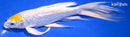 8" GINRIN LEMON HARIWAKE BUTTERFLY