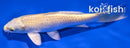6.75" YAMABUKI OGON