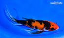 7.25" AKA SANKE BUTTERFLY