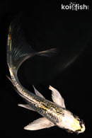 5.25" GINRIN KI GINGA BUTTERFLY