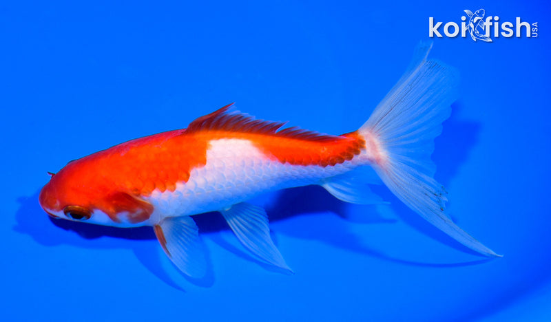 5.75" WAKIN GOLDFISH