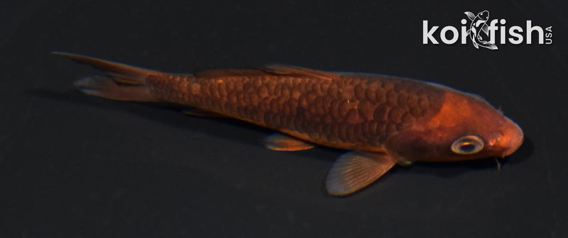 4.5" ARAGOKE CHAGOI