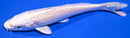 5.25" PLATINUM OGON