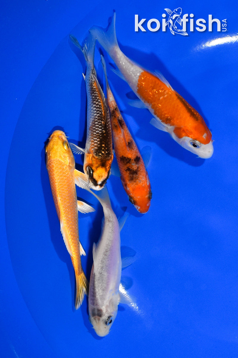 PACK OF (5) 3.5"- 4" STANDARD KOI