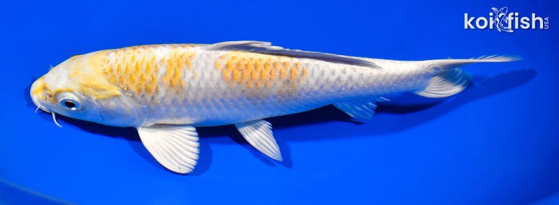 8.25" HARIWAKE