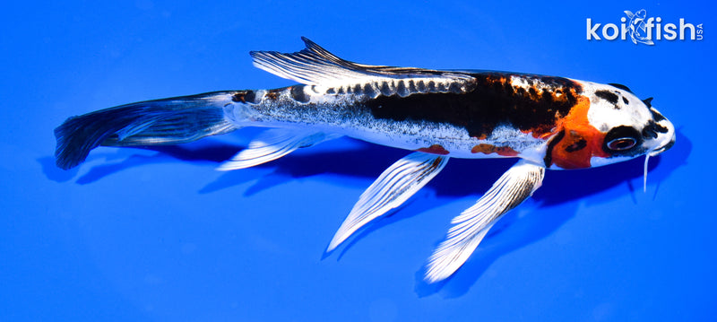 8.25" BENI KIKOKURYU BUTTERFLY