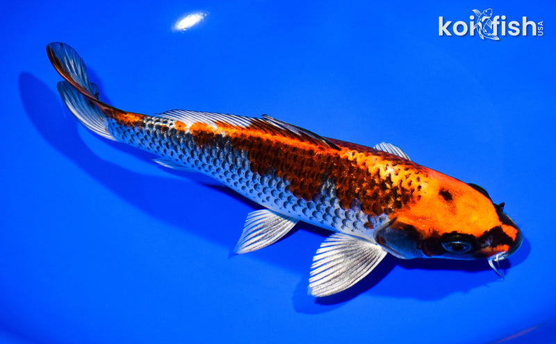 8.5" BENI GINGA