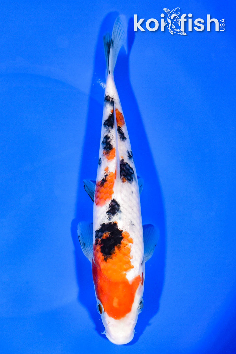7.75" SANKE
