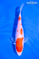 6.5" KOHAKU