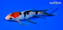 7" GINRIN SANKE BUTTERFLY
