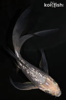 5" GINRIN SORAGOI BUTTERFLY