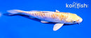 4.5" ARAGOKE LEMON HARIWAKE