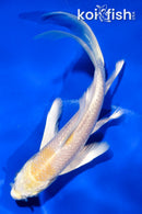 5" GINRIN LEMON HARIWAKE BUTTERFLY