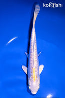 7" DOITSU LEMON HARIWAKE