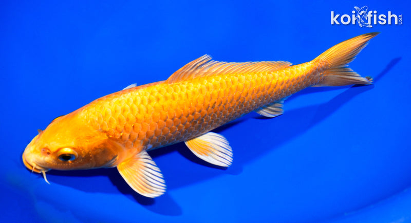 8.25" ORENJI OGON