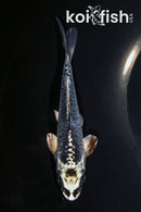 5.5" ARAGOKE KIKOKURYU