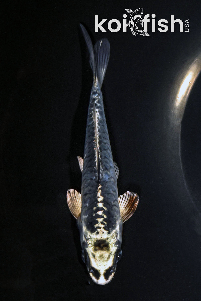 5.5" ARAGOKE KIKOKURYU